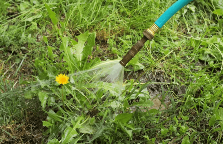 Caring for Dandelion Plants