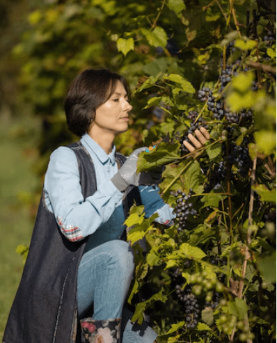 Caring for Grape Vines