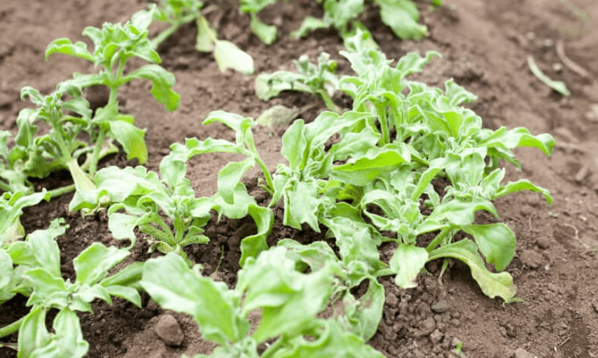 Caring for Ice Plants