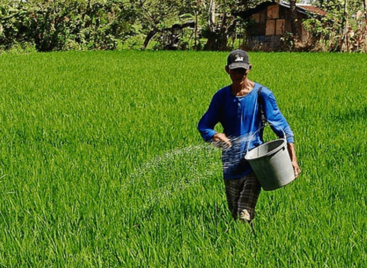 Caring for Rice Plants