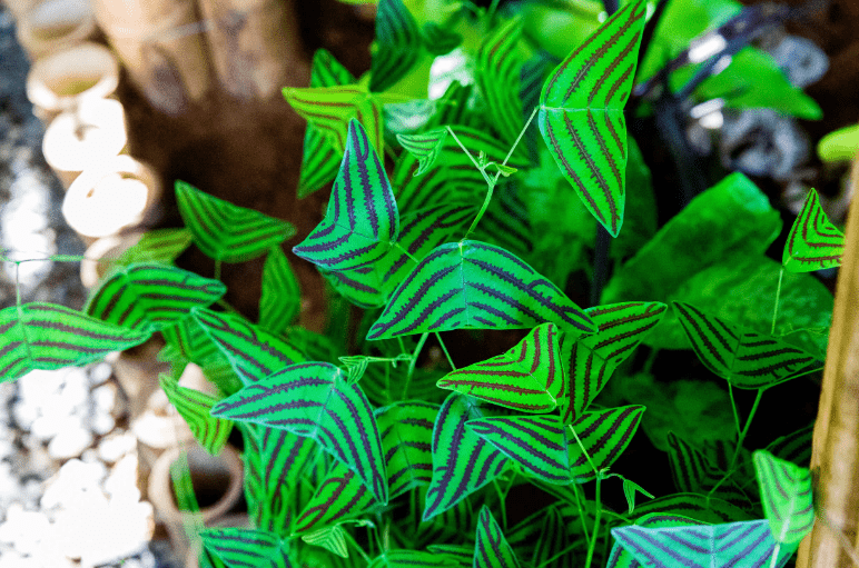 Choosing the Right Butterfly Plant for Indoors 