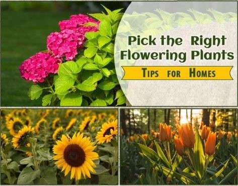 Choosing the Right Flowers