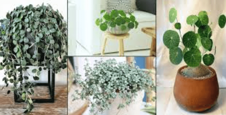 Choosing the Right House Plants