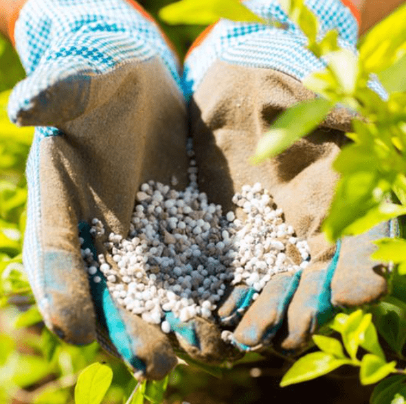 Common Fertilizing Mistakes