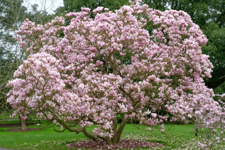 Common winter challenges for magnolia trees