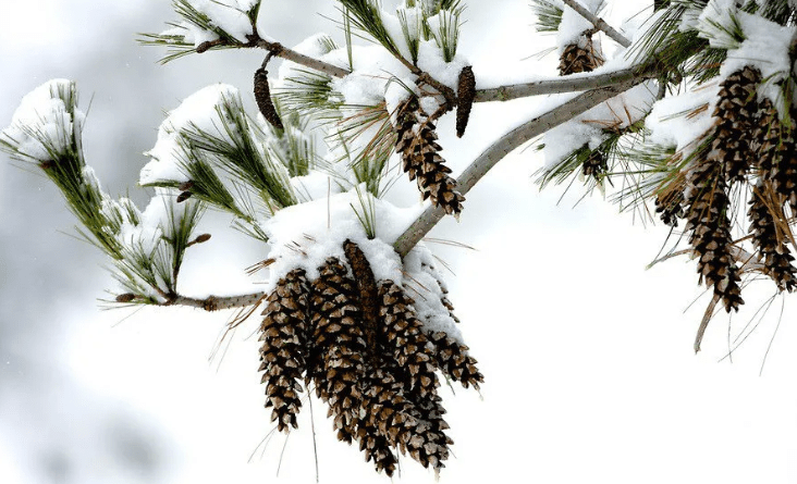 Conifers