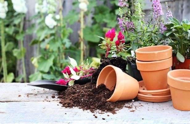 Container Gardening Kit