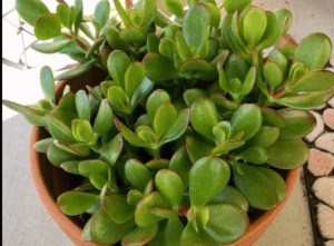 Crassula Ovata 