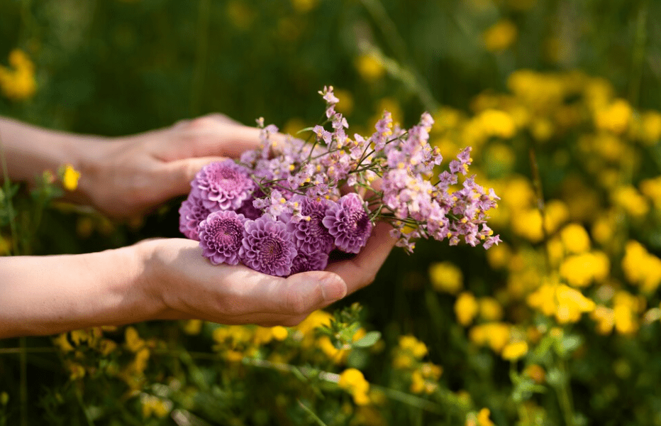 Cultivation and Care of Summer Beauty Allium