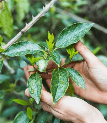 Essential Nutrients for Ficus Trees