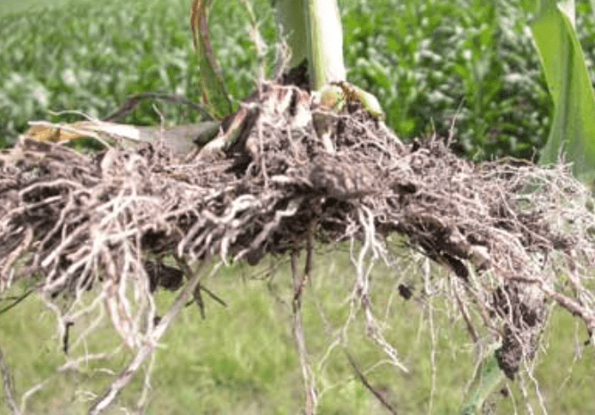 Evaluating Soil and Root Conditions