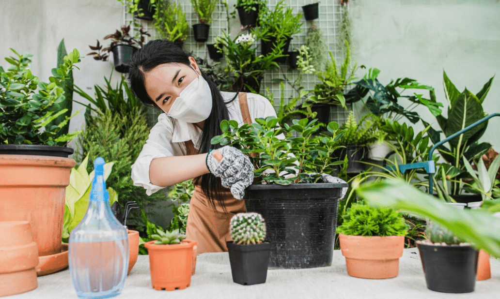 woman wearing face mask and apron using shovel to transplants houseplant and cactus