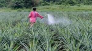 Ideal Fertilizer for Pineapple Plants
