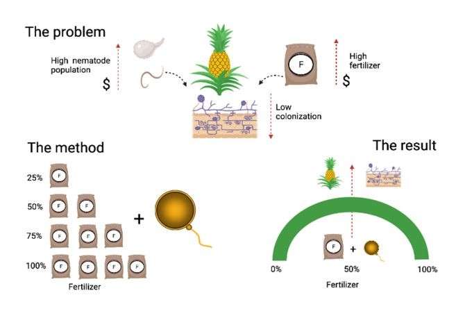 Troubleshooting Common Fertilizer Issues 