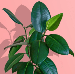 Ficus elastica