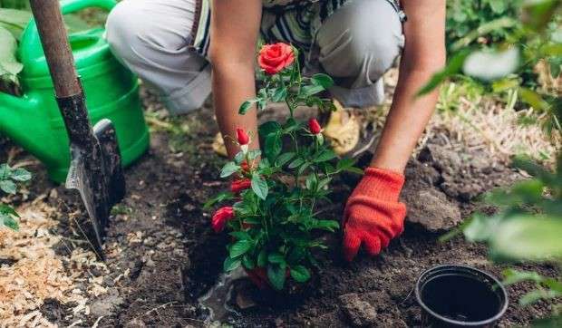 Cultivating flower