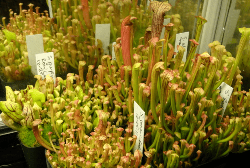 Germinating Pitcher Plant Seeds