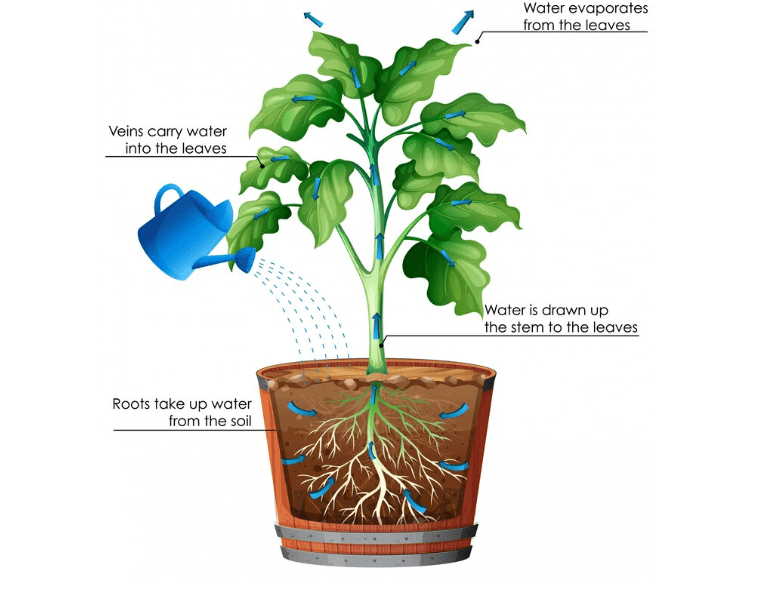 Diagram of transpiration with plant and water
