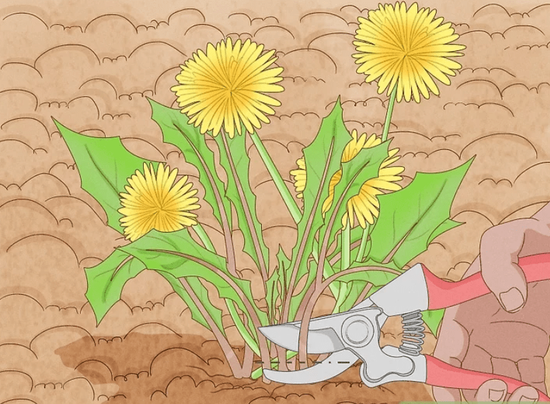 Harvesting Dandelions