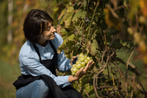 Harvesting Grapes