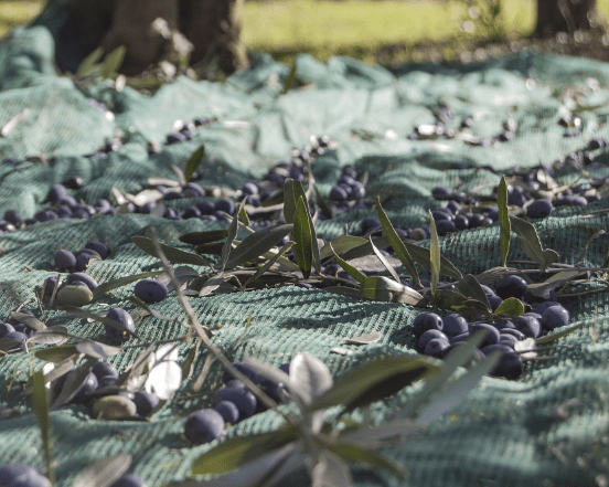 Harvesting Olives