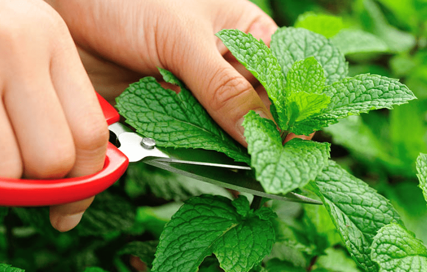 Harvesting Peppermint 