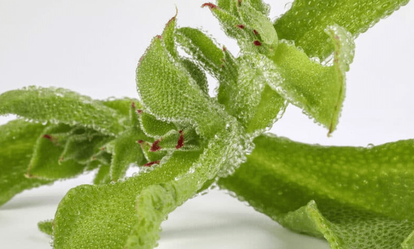 Harvesting and Enjoying Ice Plants