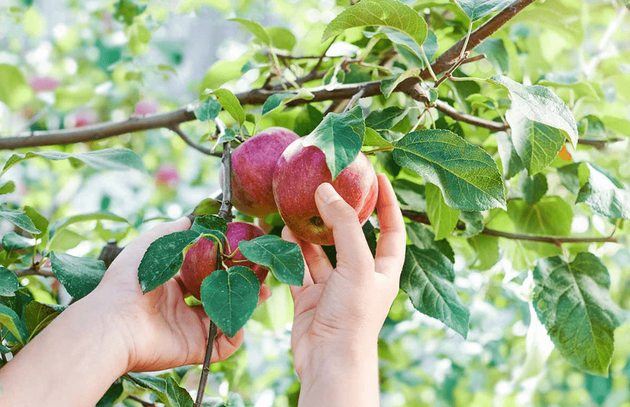 Harvesting 