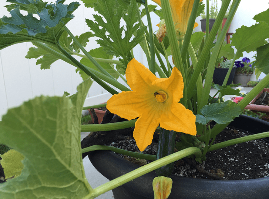 Ideal growing conditions for Black Beauty Zucchini