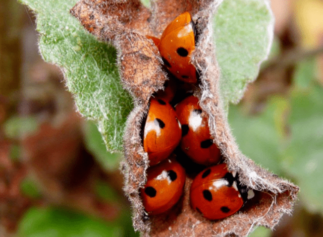 Identifying potential winter threats