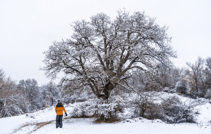 Introduction to Sycamore Trees