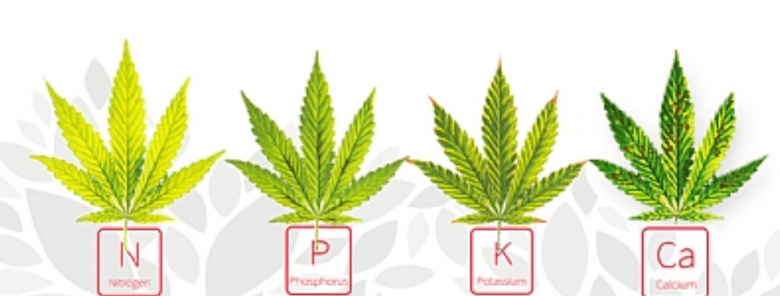 Key Nutrients for Weed Plants