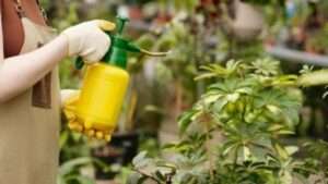 Liquid Gold Tree Fertilizer Solutions