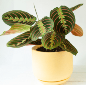 Maranta Leuconeura