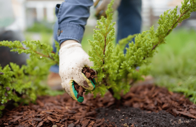 Mulching and Soil Care