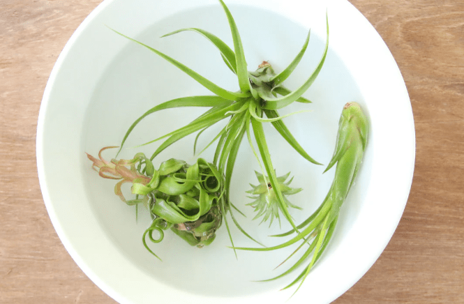 Nutritional Needs of Air Plants