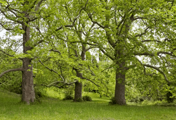 Overview of Sycamore Trees