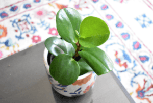 Peperomia Obtusifolia