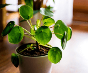 Pilea Peperomioides