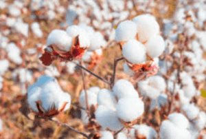 Pima Cotton