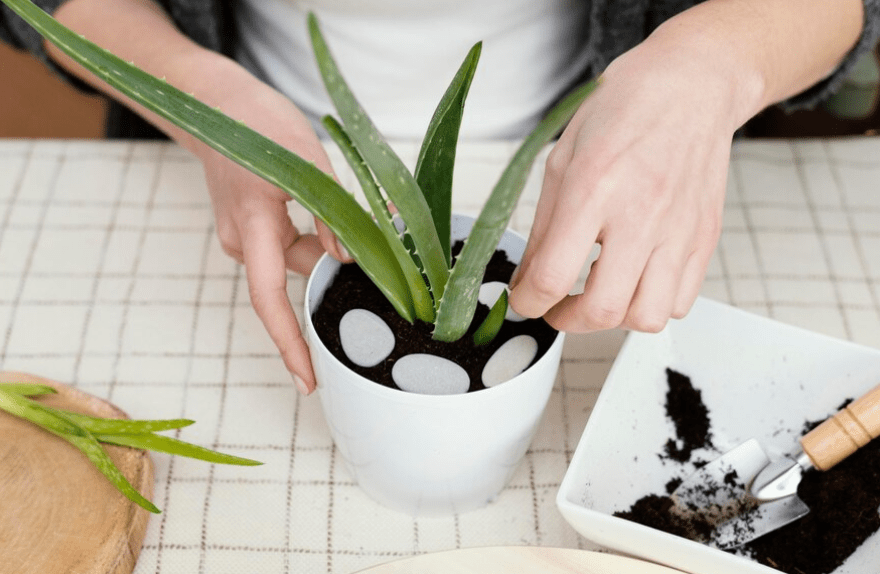 Planting Aloe Vera Seeds