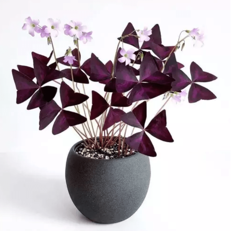 Butterfly Plant Indoor Easy Care Tips For Indoor Gardening