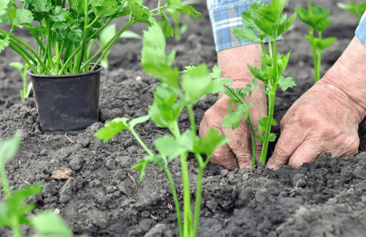 Planting Celery Seeds