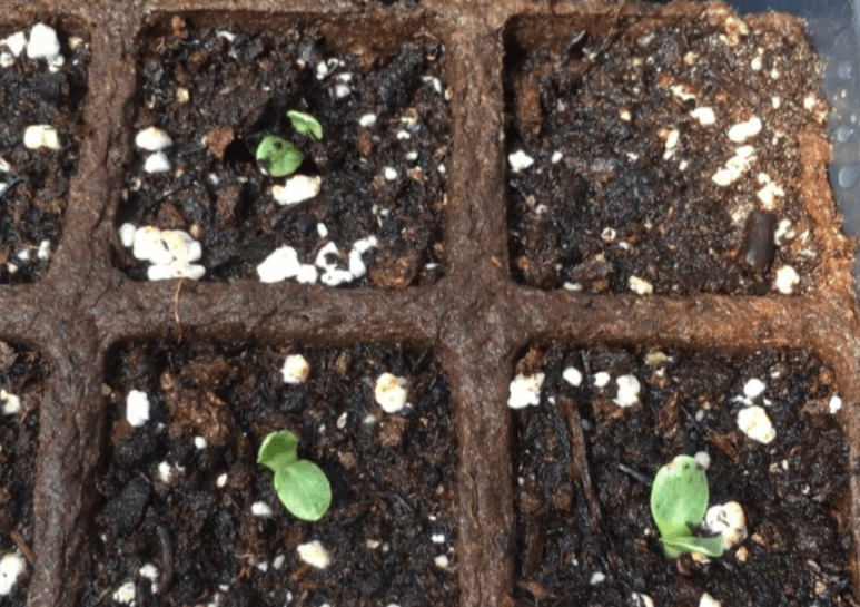 Planting Ginseng Seeds