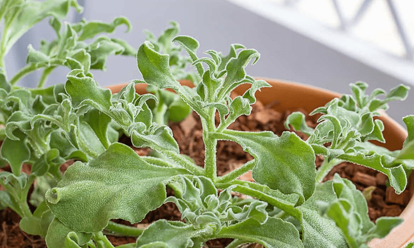 Planting Ice Plant Seeds