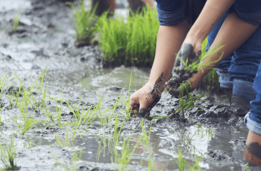 Planting Methods for Rice Seeds 