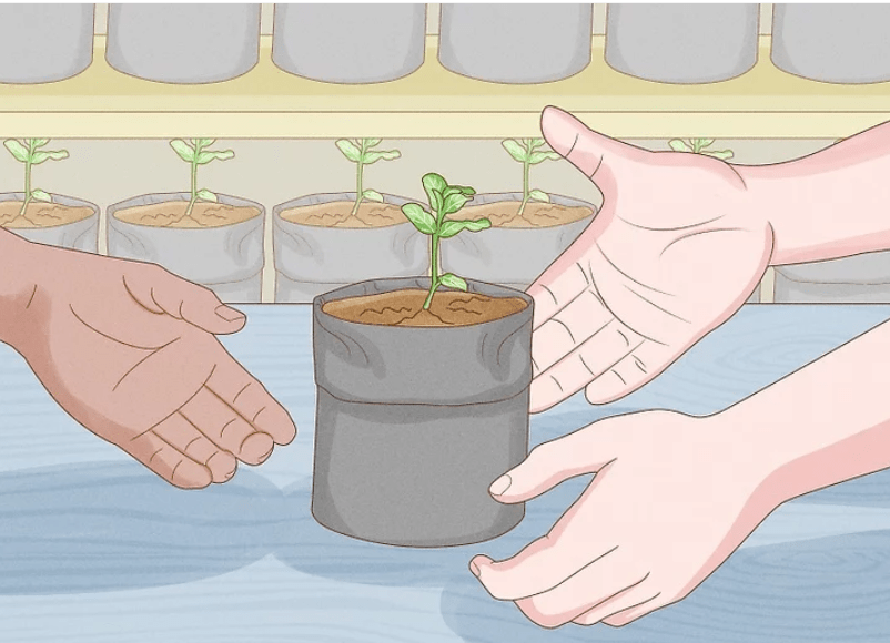 Planting Peppermint Seeds 