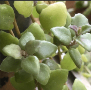 Plectranthus Prostratus