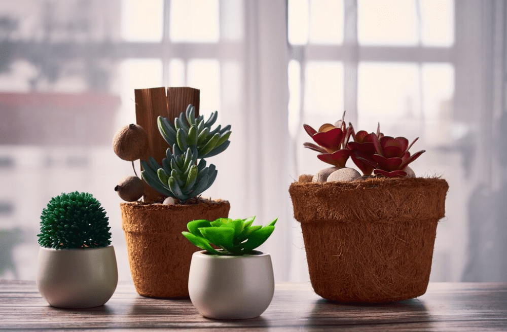 Beautiful house plants in flower pots on the table