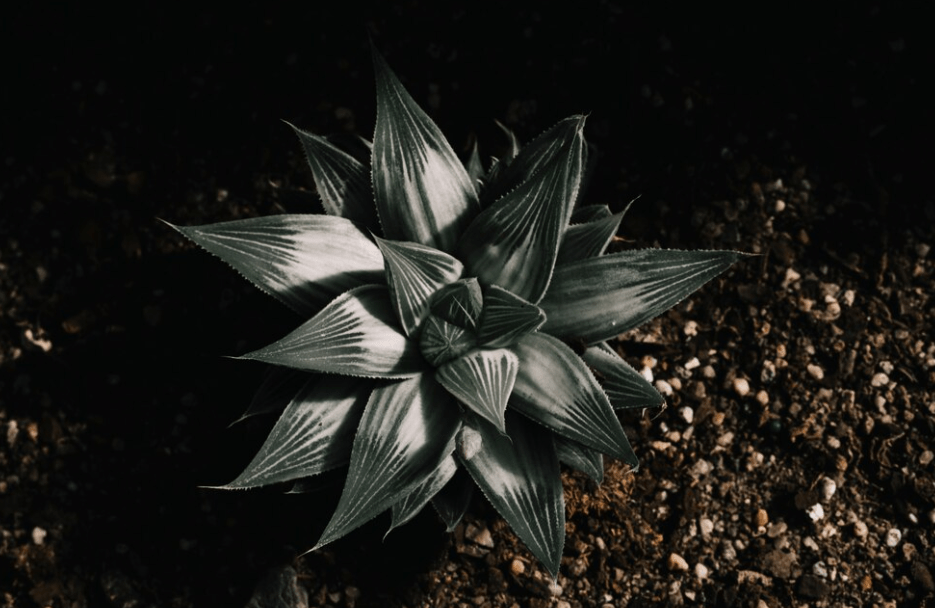 Varieties of Black Beauty Plants